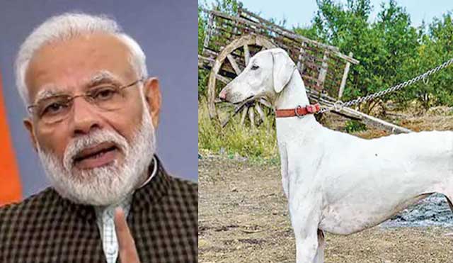 1️⃣ PM Narendra Modi’s Push for Indian Dog Breeds Brings Spotlight Back on Mudhol Hound